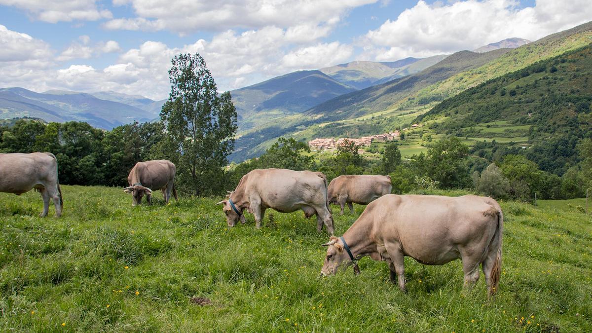 Imatge d&#039;arxiu d&#039;un ramat de vaques pasturant al Pirineu