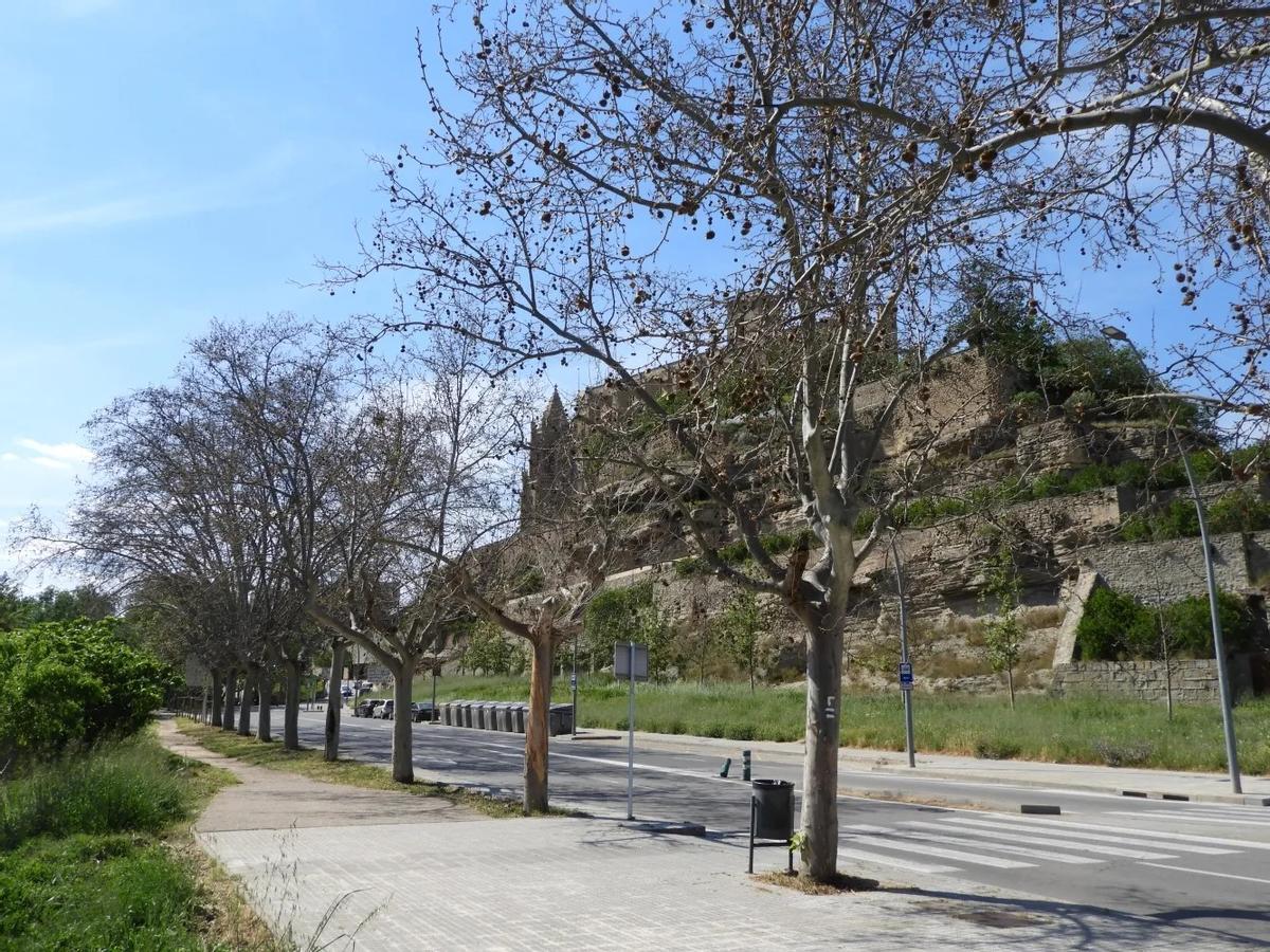 Alguns dels grans plàtans morts sota la Seu que la ICHN atribueix al vessament de salmorra