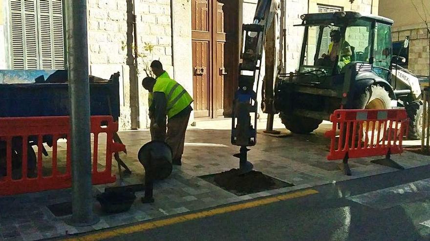 Operarios proceden a plantar una nueva acacia en la calle de Jaume Armengol.