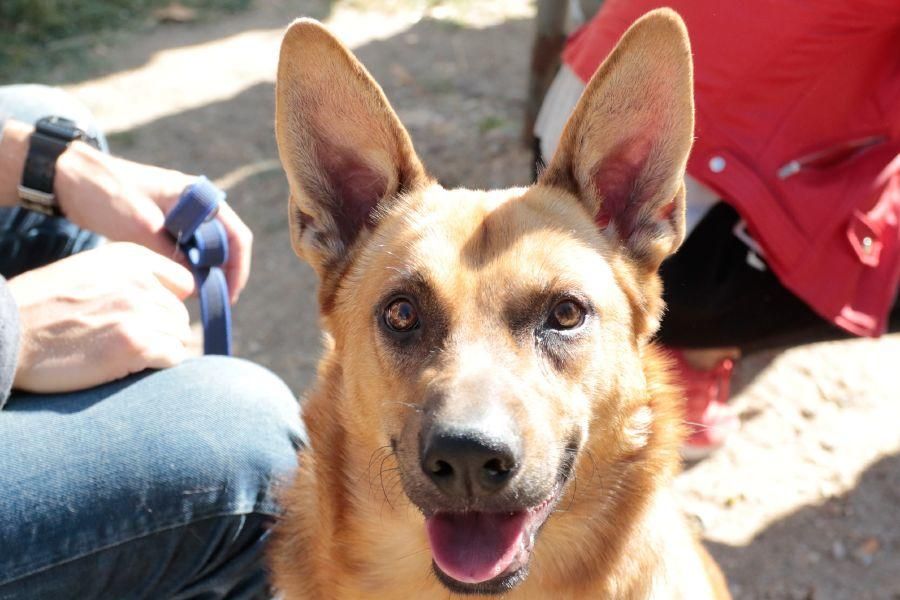 Concurso de perros en La Aldehuela