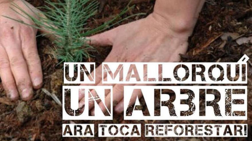 Miles de manos para reforestar la Serra