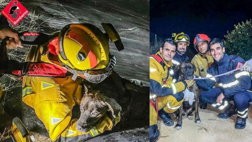 El perro se mostró muy cariñoso con los bomberos tras ser salvado.