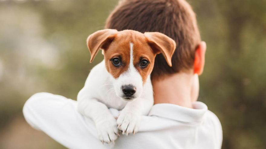 Los psicólogos coinciden: “Los niños que crecen con perros t