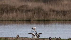 Necessària respiració assistida