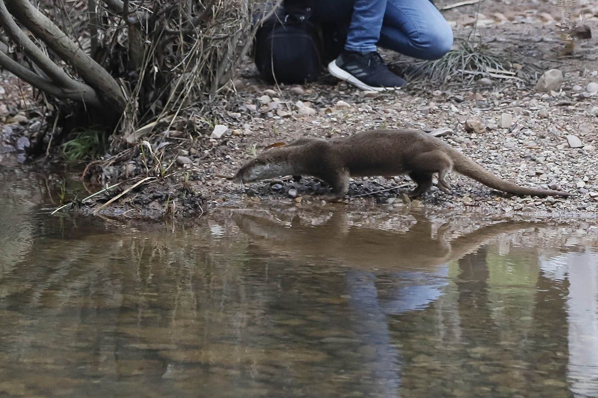 La nutria de Carlos III vuelve a la naturaleza