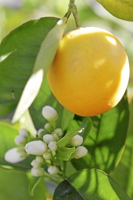 Auf der biologischen Zitrus-Plantage Ecovinyassa in Sóller ziehen die weißen Blüten nicht nur Bienen an.