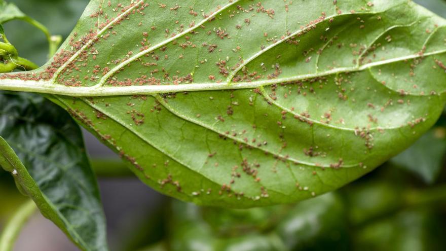 Trucos con agua oxigenada (para cuidar tus plantas, limpiar y mucho más)