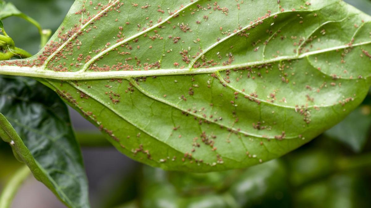 ¡Revelado el truco del jardinero! Cómo eliminar el pulgón con Fairy