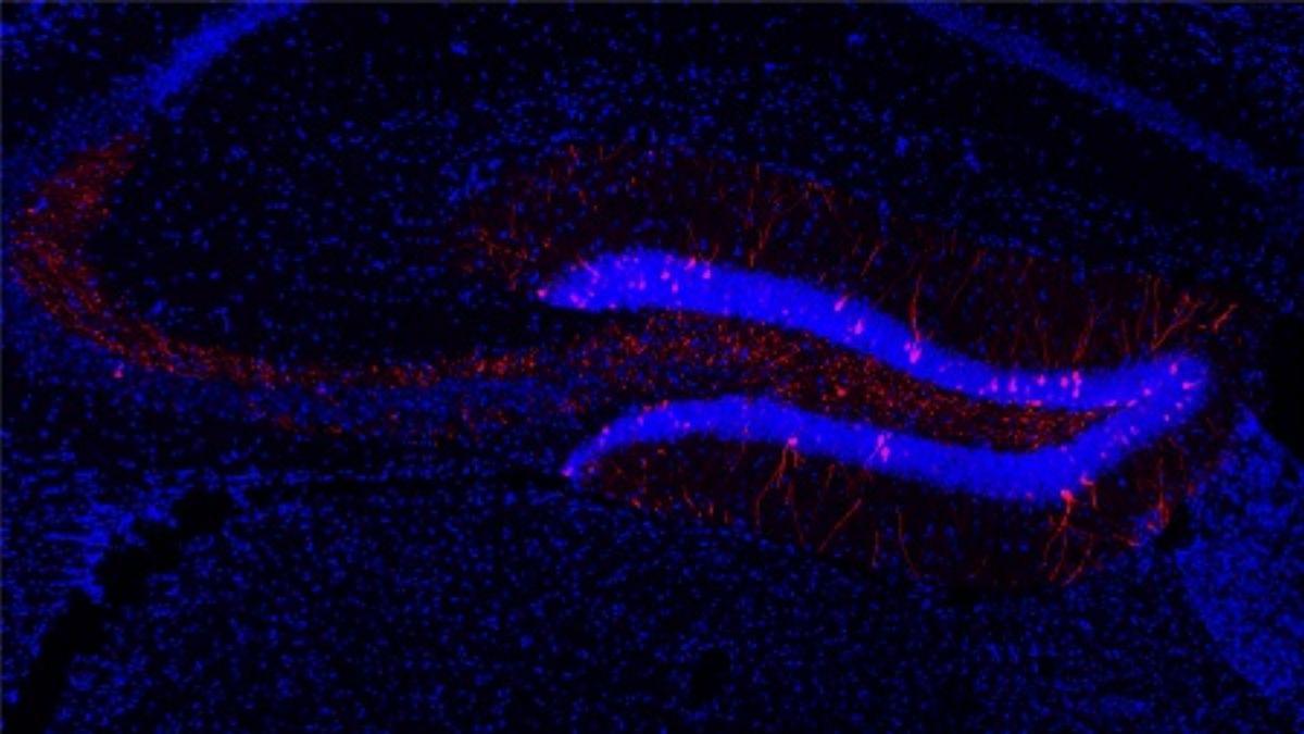Parte del hipocampo del ratón en el que una escasa población de neuronas que codifican un evento de aprendizaje específico están etiquetadas en rojo. Las neuronas que no son activadas por el evento de aprendizaje se muestran en azul.