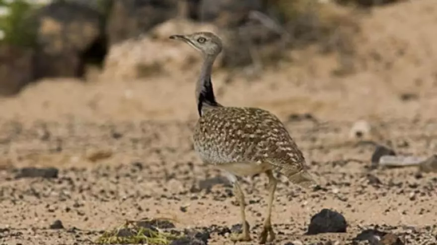 Aves protegidas crían junto al recorrido del Rally Isla de los Volcanes