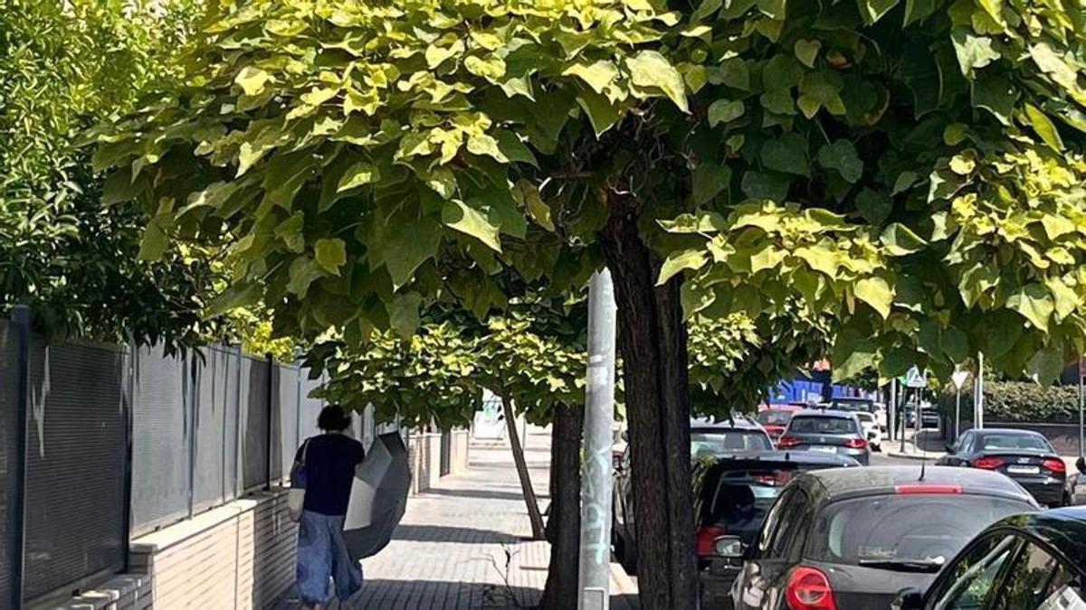 Estado del arbolado en la calle Isla Malante de Córdoba.