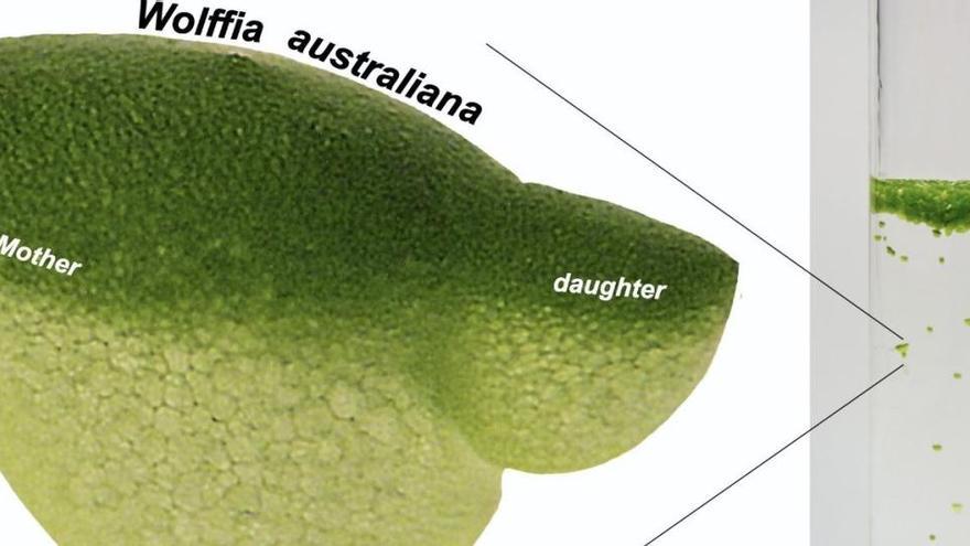 La diminuta planta acuática Wolffia.