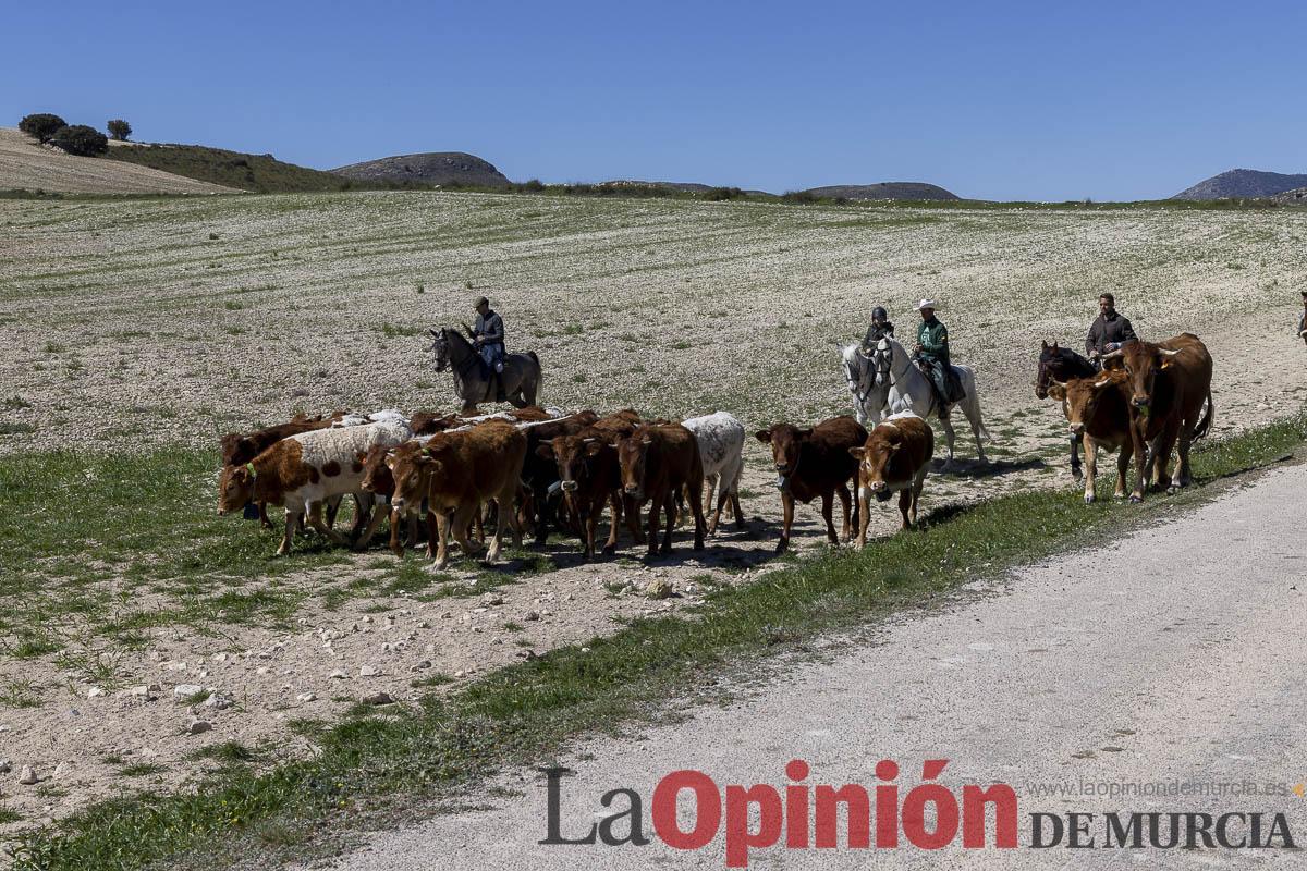 trashumancia/Ganadería La Junquera_005