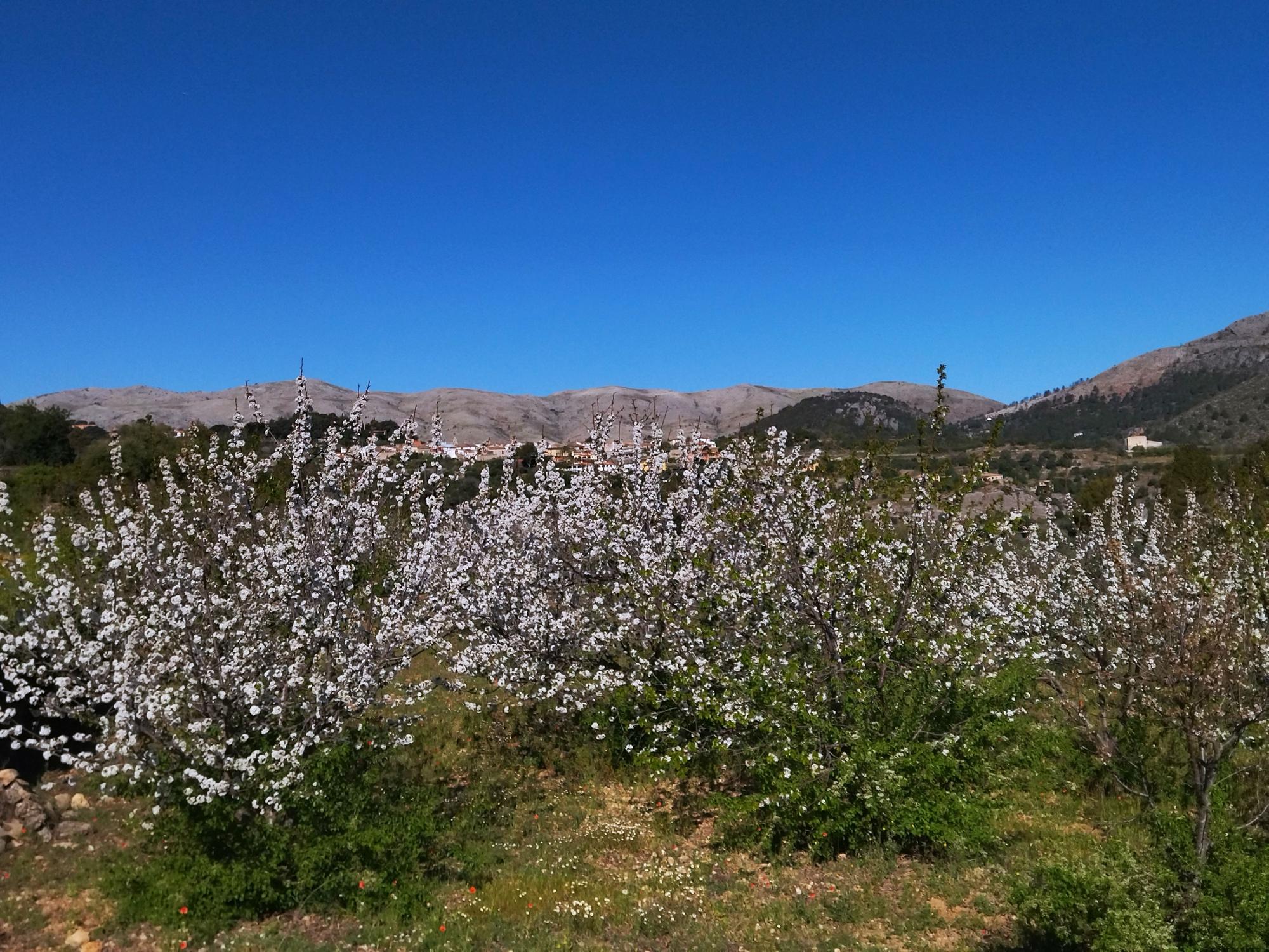 El "Hanami" valenciano: ya florecen los cerezos en la Vall de Laguar