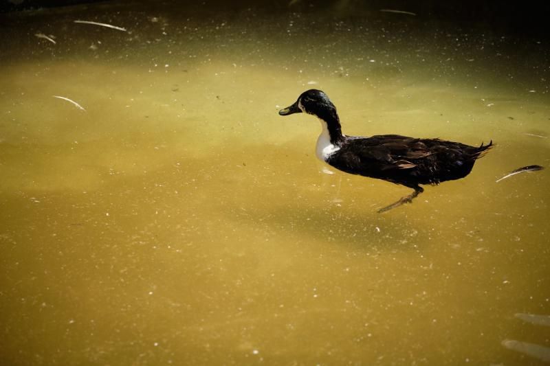 Señalética para proteger a los patos