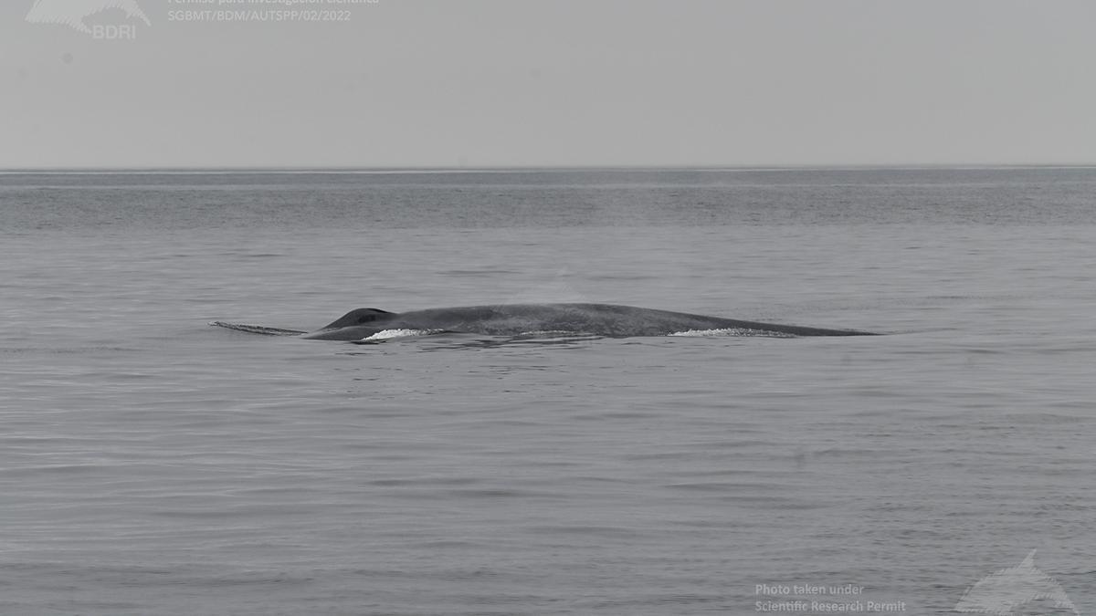 Una de las ballenas azules avistadas esta mañana frente a la costa de las Rías Baixas.