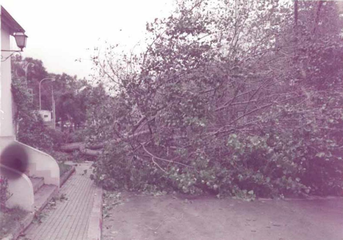 Árbol derribado por el viento de la borrasca ‘Hortensia’, en Orillamar.   | // LA OPINIÓN