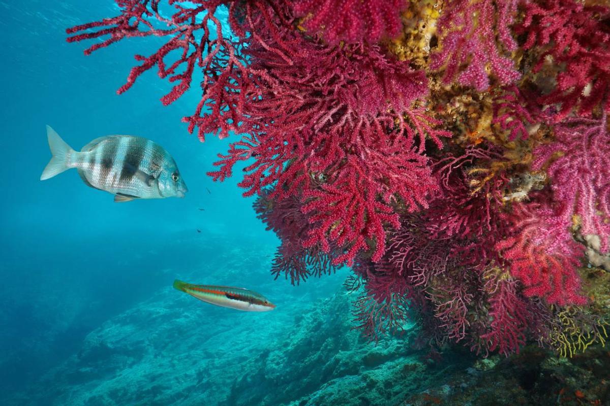 Piden la creación de más reservas marinas protegidas para preservar las gorgonias