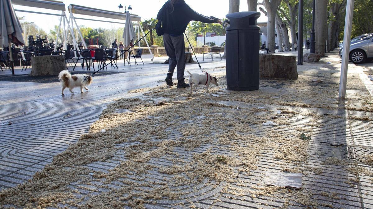 Esclat de pol·len en els carrers de Xàtiva per la intensa pol·linització dels plàtans