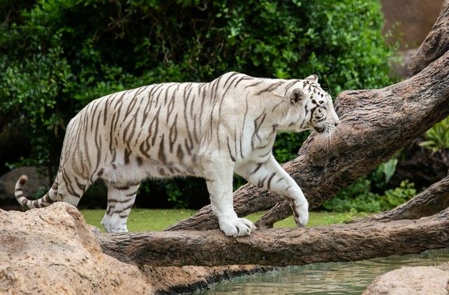 El Loro Parque reabre sus puertas al público después de 13 meses y medio de cierre por el Covid-19