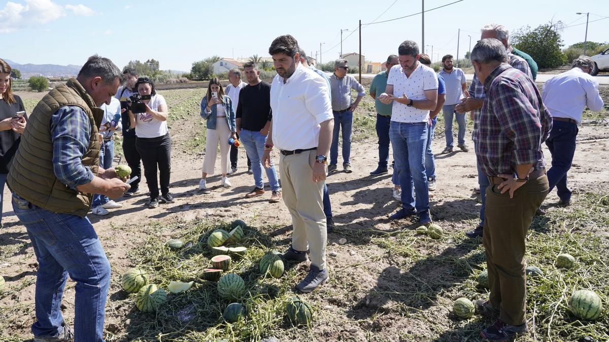 Un agricultor de sandías enseña al presidente López Miras el estado de sus cultivos en Lorca.