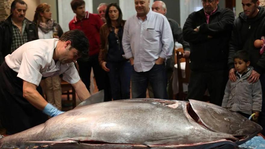 Un grupo de personas observa el ronqueo (despiece) de un atún rojo en un restaurante avilesino.