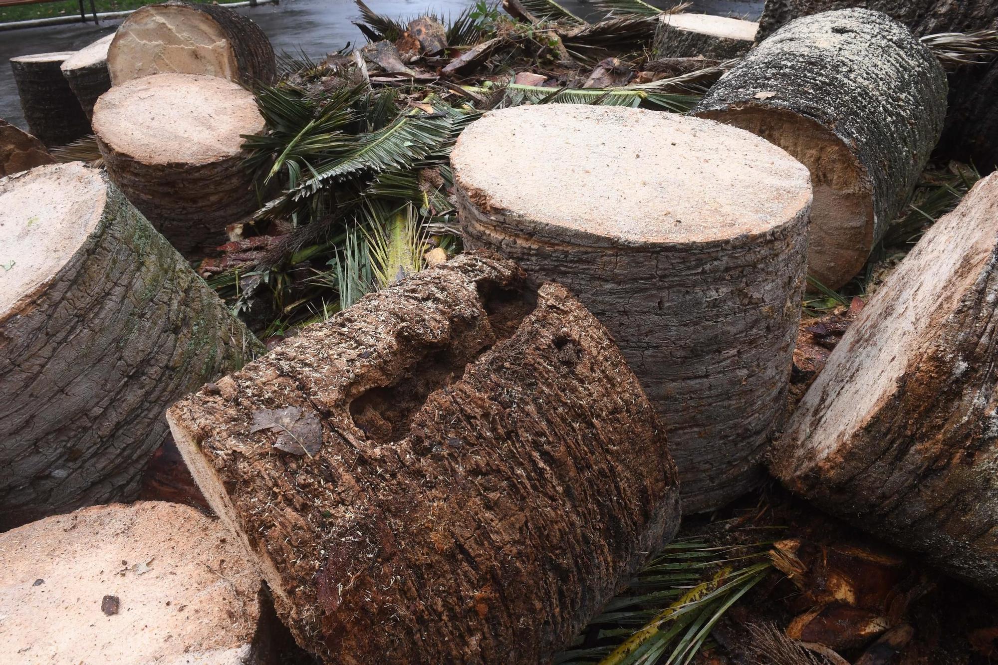 Adiós a la palmera del Campo de Marte de A Coruña