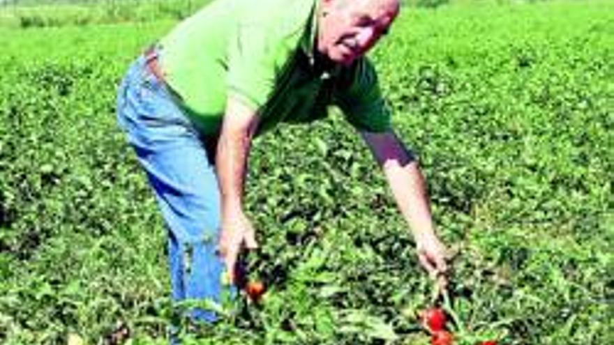 El tomate extremeño gana peso en los mercados de Alemania e Italia