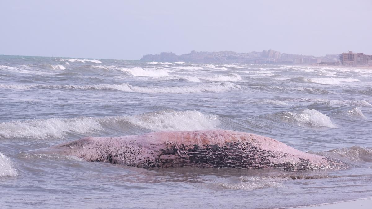 Aparece una ballena muerta en Guardamar