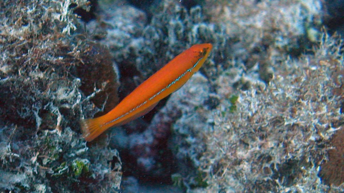 Halichoeres garnoti.