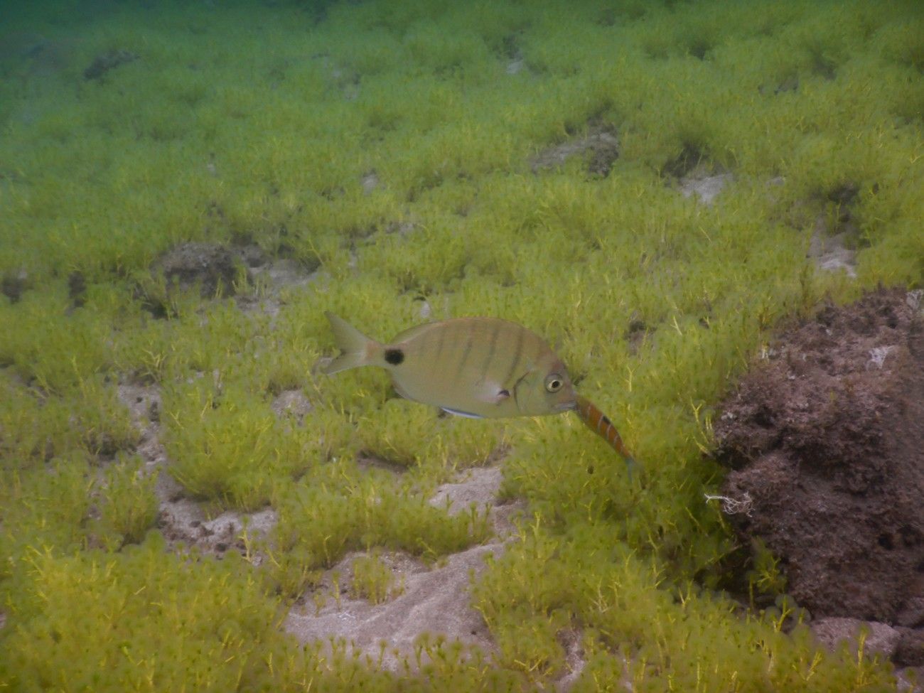 Las Canteras, guardería de biodiversidad marina
