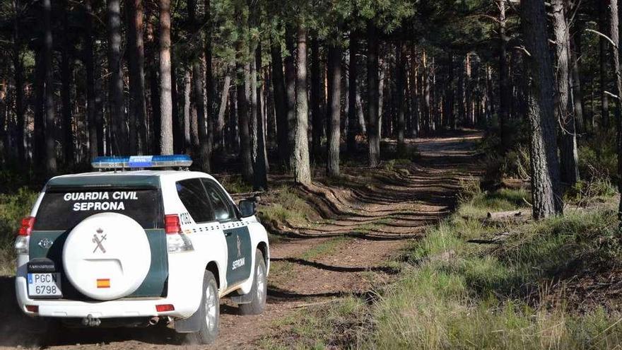 Un vehículo del Seprona se adentraba el jueves en el pinar de El Casal, donde ocurrió el accidente.