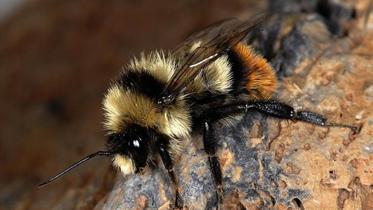 Abeja de la especie Bombus cullumanus, amenazada de extinción en Europa