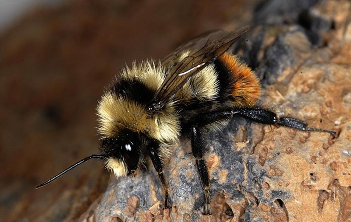 Abella de lespècie {Bombus} {cullumanus}, amenaçada dextinció a Europa