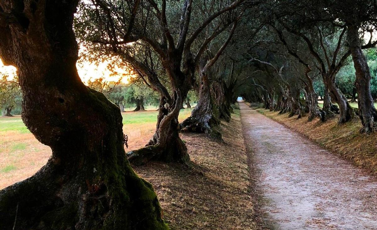 El paseo de los olivos del jardín del Pazo de Santa Cruz de Rivadulla, en Vedra.