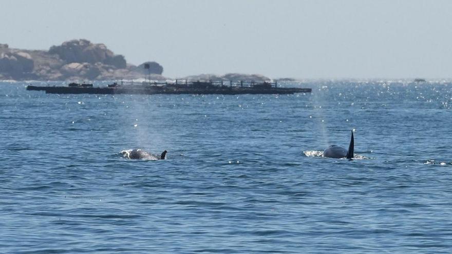 Las orcas dejan KO a otro velero en las Rías Baixas