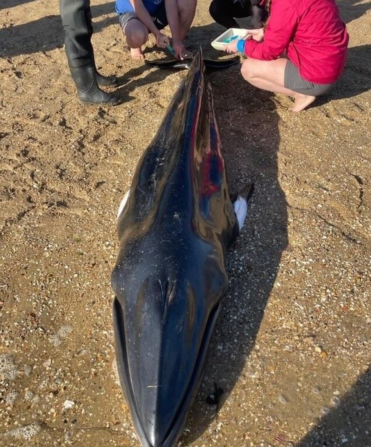 Cría de ballena en la playa de Santa Cristina (Oleiros)