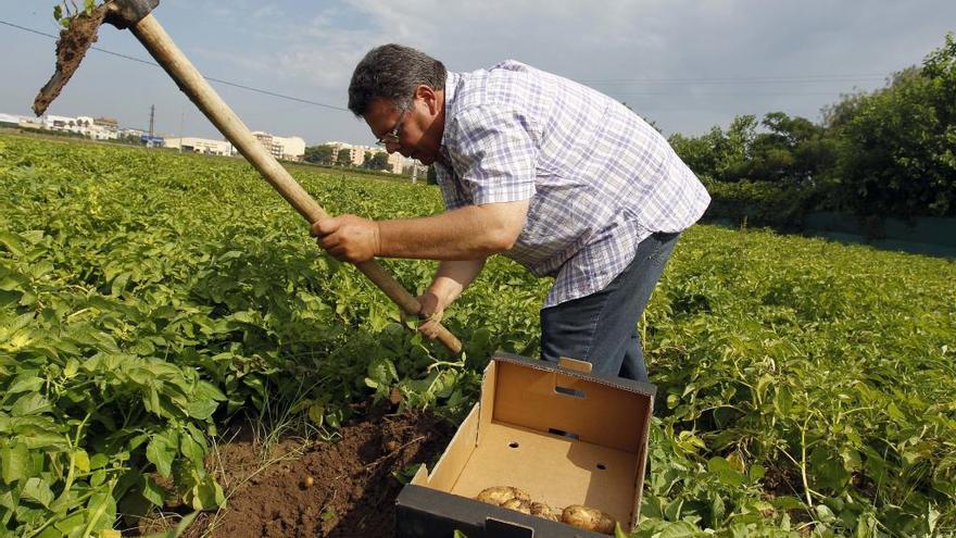 Agricultor en un campo de hortalizas de Castellar.