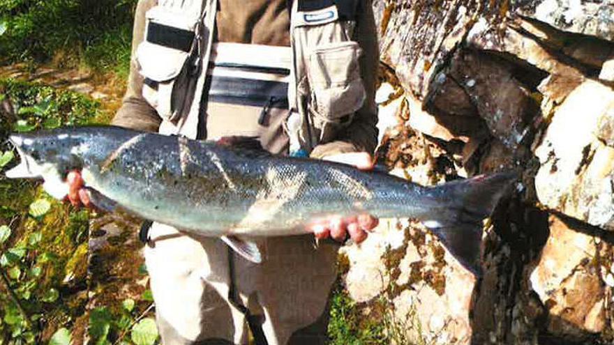 Una pieza de salmón con marcas de haber quedado enganchado en una red.