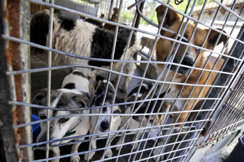 Animales en el albergue de Mieres.