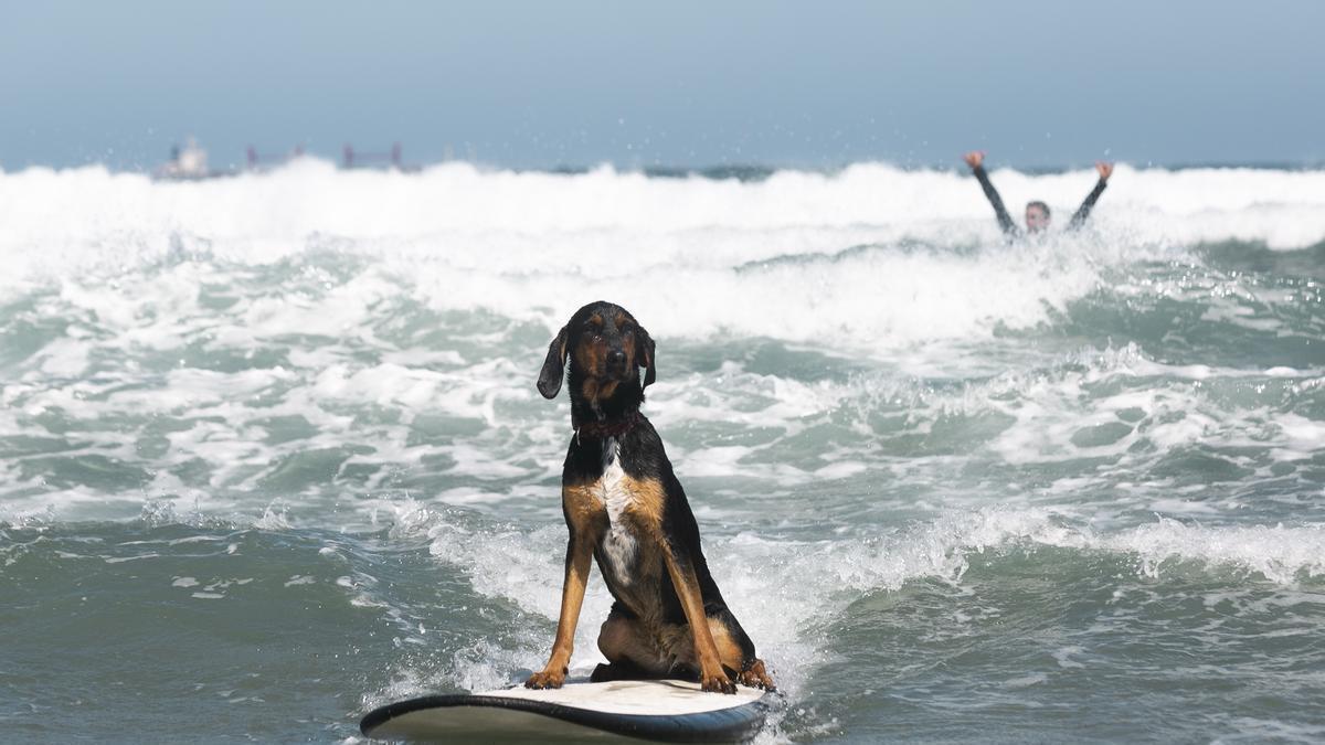 Así surfean los perros en la playa de Salinas