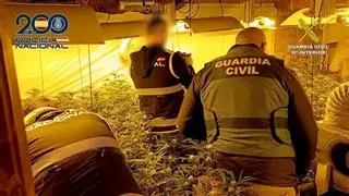 Sofisticadas plantaciones de marihuana en edificios en ruinas en Alcoy