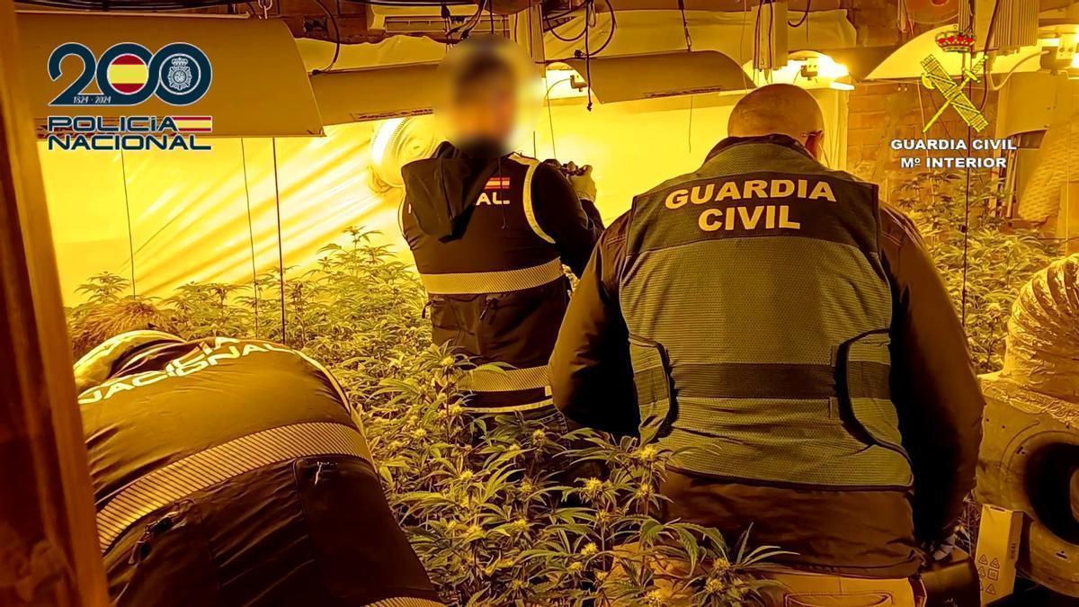 Más de mil plantas de marihuana intervenidas en Alcoy, Cocentaina y l'Alqueria d'Asnar