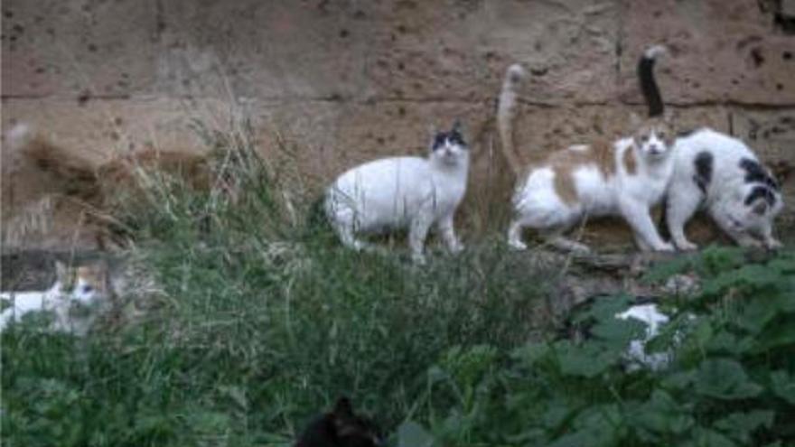 Straßenkatzen sind niedlich, können aber auch zum Ärgernis werden.