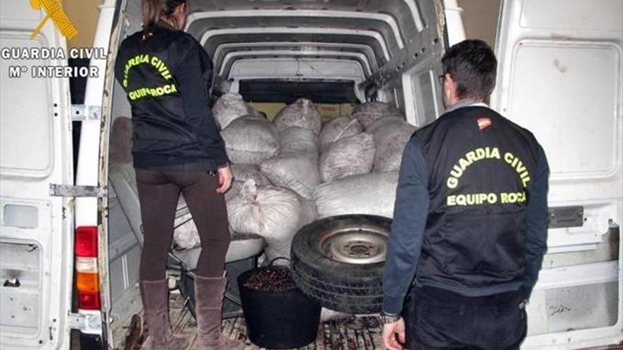 Detenidas seis personas por robar más de 12.000 kilos de aceitunas