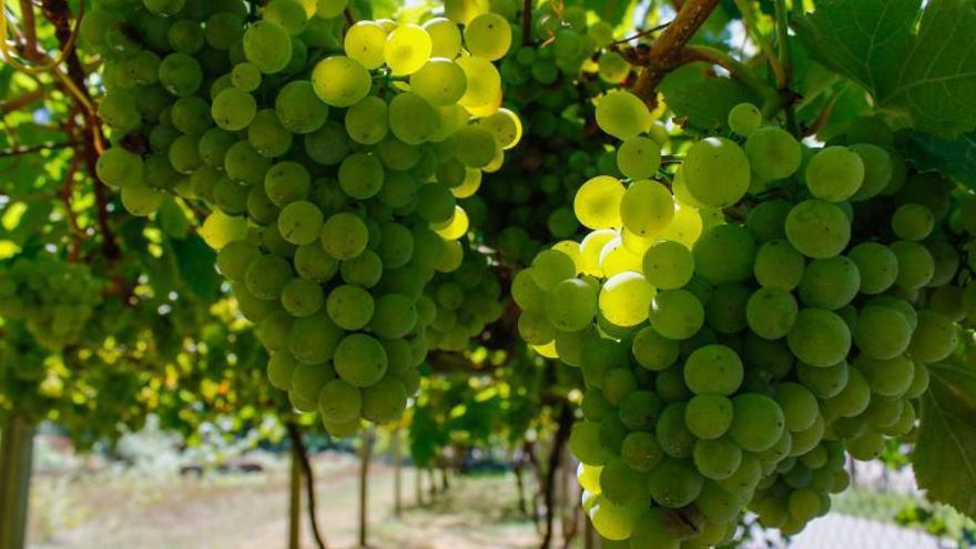 El precio de la uva albariña se dispara por la sequía y la irrupción de grandes bodegas