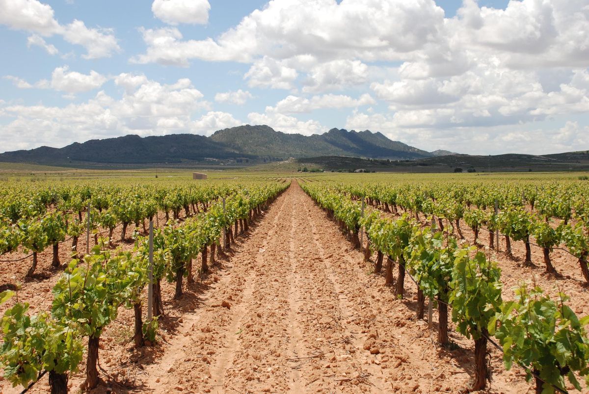 Explotación de viñedos en Jumilla.