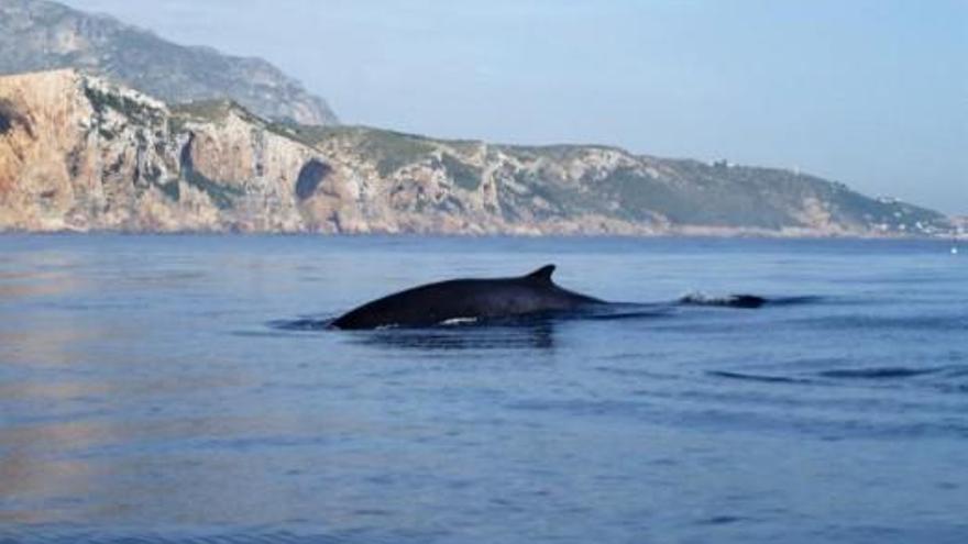 Avistan 55 ballenas en un año en el cabo de Sant Antoni