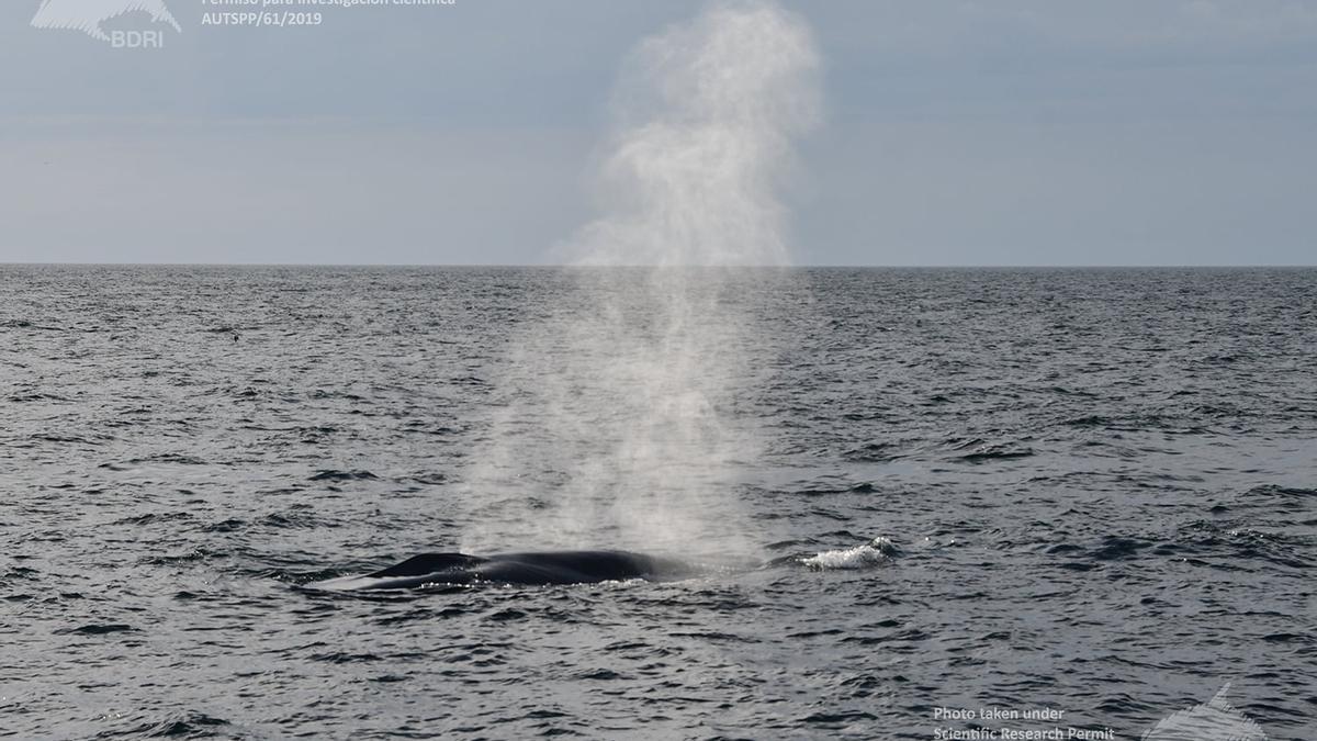 Una ballena azul en la costa gallega.