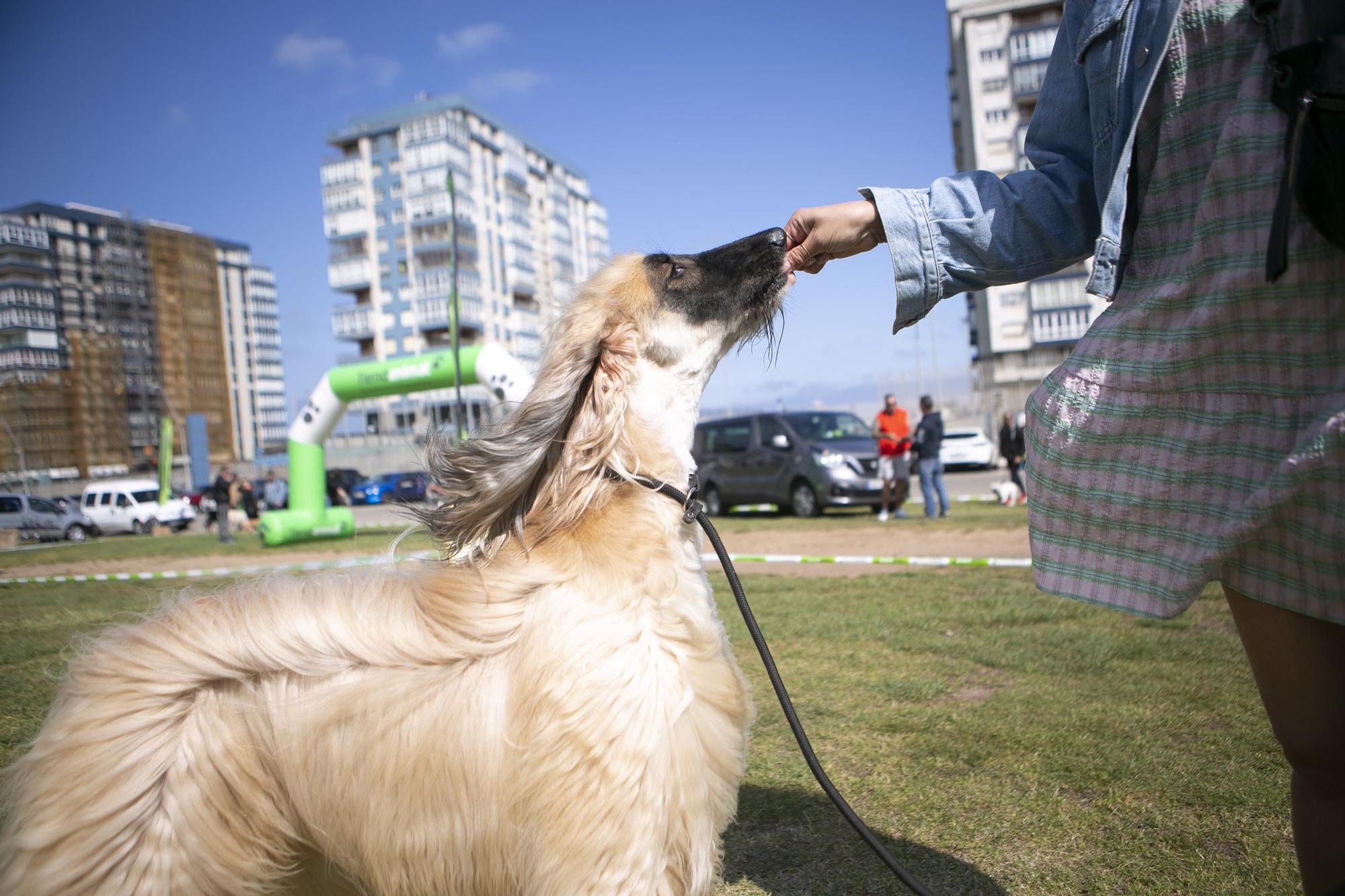 En imágenes: así fue el campeonato de surf para perros en Salinas